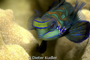 Mandarin Portrait by Dieter Kudler 
